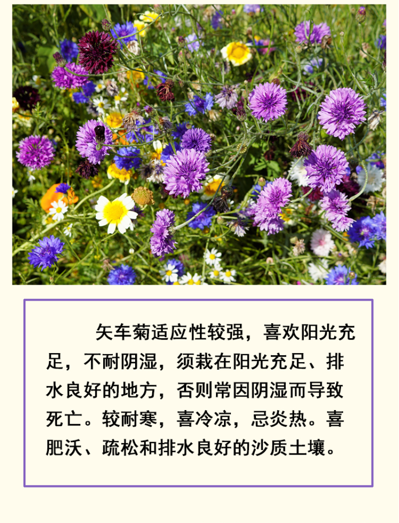 矢车菊种子花种子四季种易活庭院室外花种籽子花籽耐寒蓝芙种