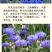 矢车菊种子花种子四季种易活庭院室外花种籽子花籽耐寒蓝芙种