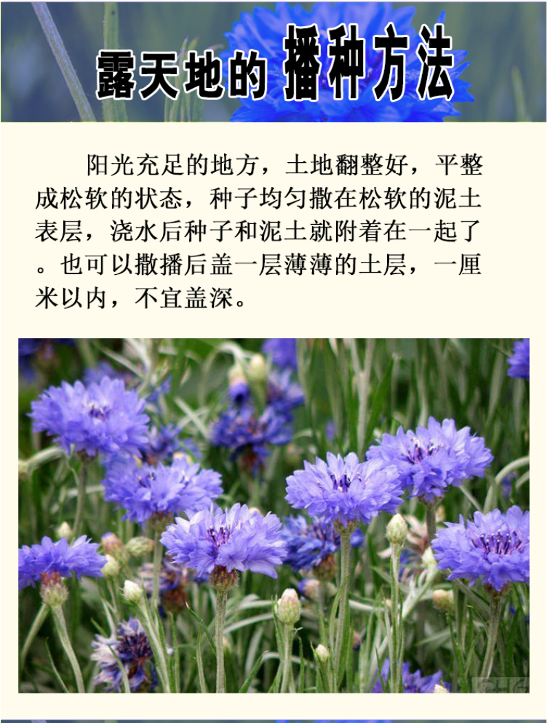 矢车菊种子花种子四季种易活庭院室外花种籽子花籽耐寒蓝芙种