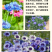 矢车菊种子花种子四季种易活庭院室外花种籽子花籽耐寒蓝芙种
