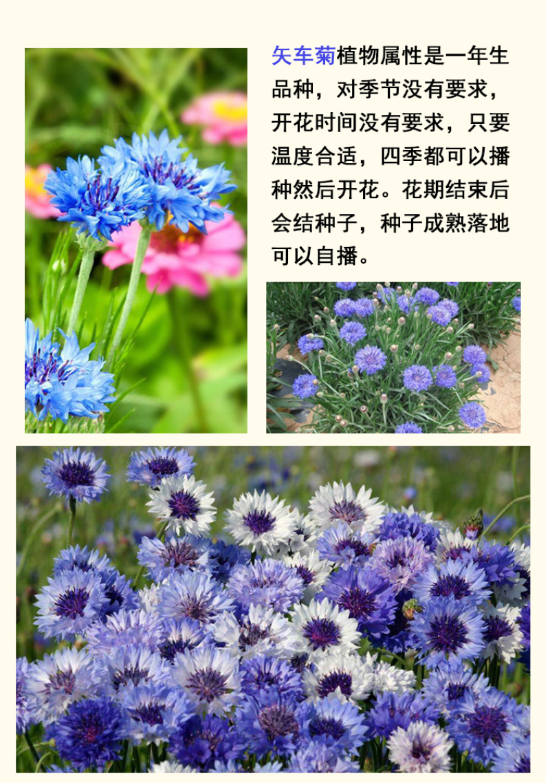 矢车菊种子花种子四季种易活庭院室外花种籽子花籽耐寒蓝芙种