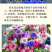 矢车菊种子花种子四季种易活庭院室外花种籽子花籽耐寒蓝芙种