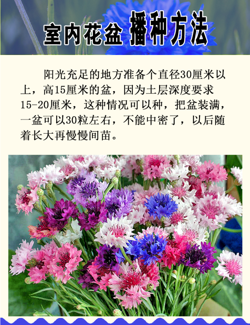 矢车菊种子花种子四季种易活庭院室外花种籽子花籽耐寒蓝芙种
