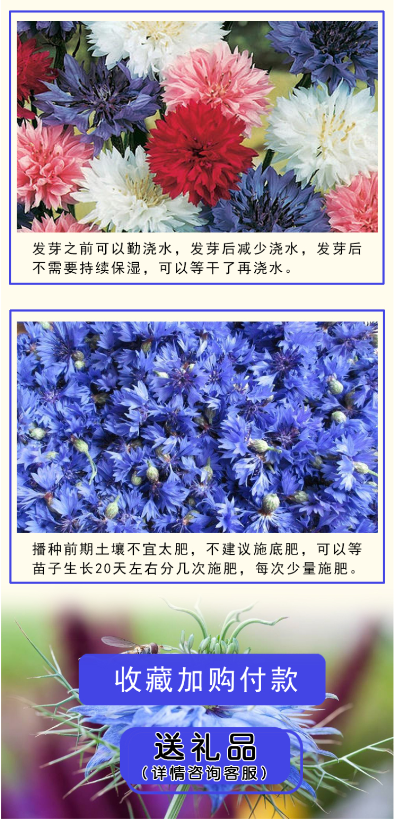矢车菊种子花种子四季种易活庭院室外花种籽子花籽耐寒蓝芙种