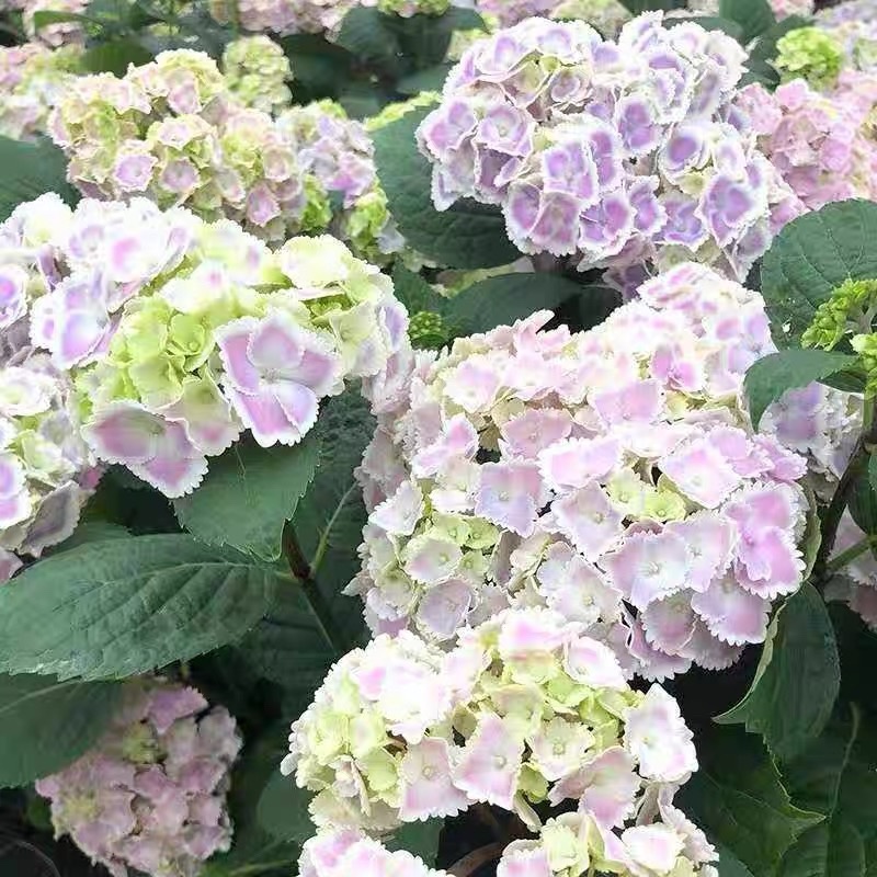 盆栽地栽八仙绣球苗无尽夏绣球花苗四季开花