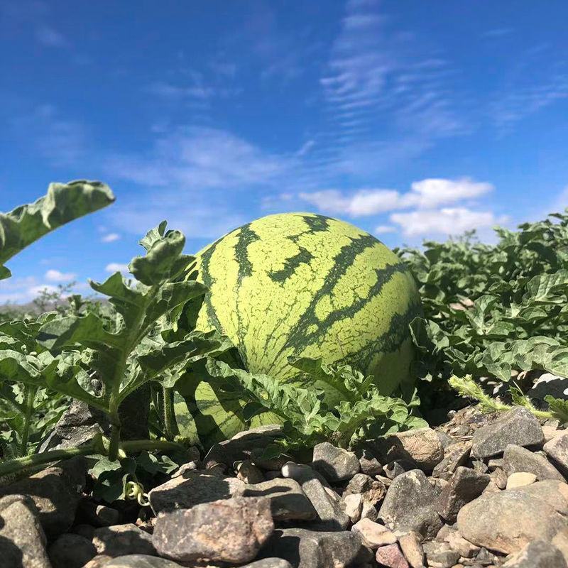 正宗宁夏香山硒砂瓜小薄皮大红瓤糖度13.5以上，