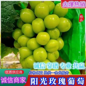 阳光玫瑰/晴王大量现货价格美丽，现摘现发，可看货议价产地