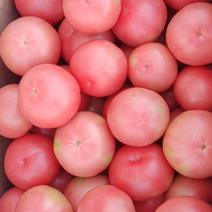 西红柿硬粉新鲜西红柿