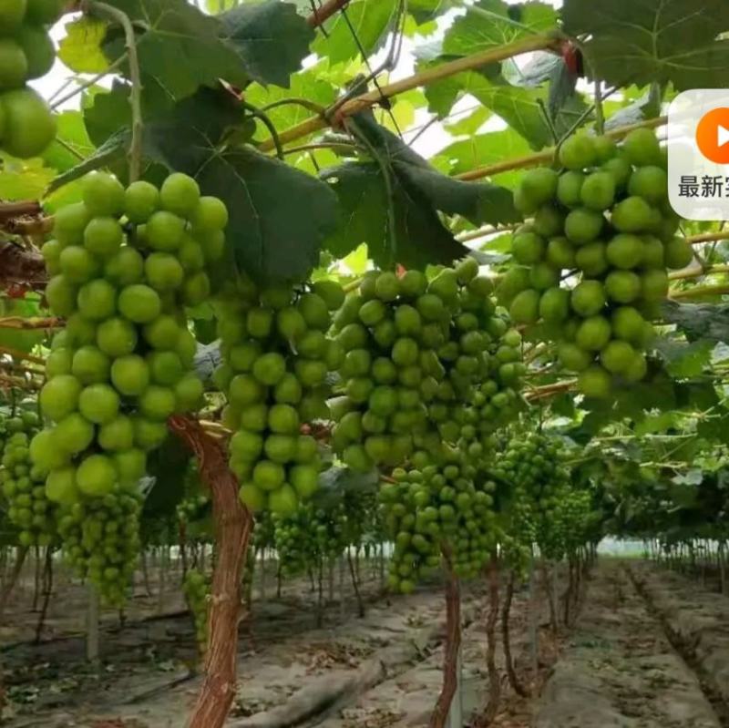 阳光玫瑰/晴王大量现货价格美丽，现摘现发，可看货议价产地
