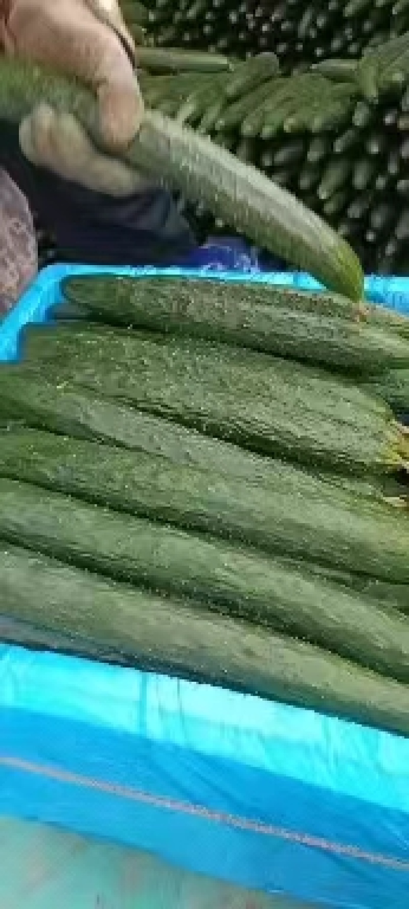 黄瓜，产地直销，量大从优，价格随行就市，可视频看货