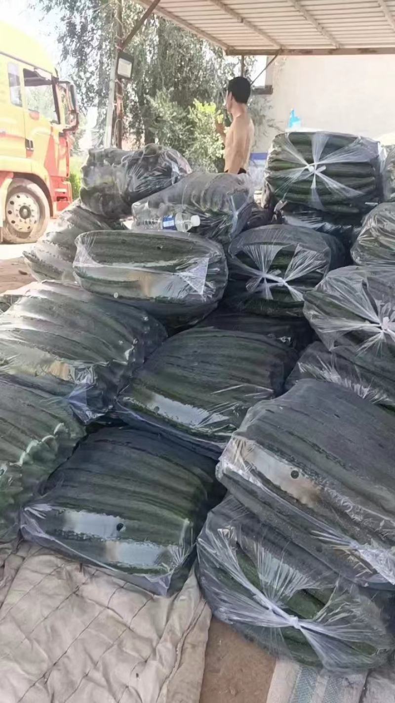 黄瓜，产地直销，量大从优，价格随行就市，可视频看货
