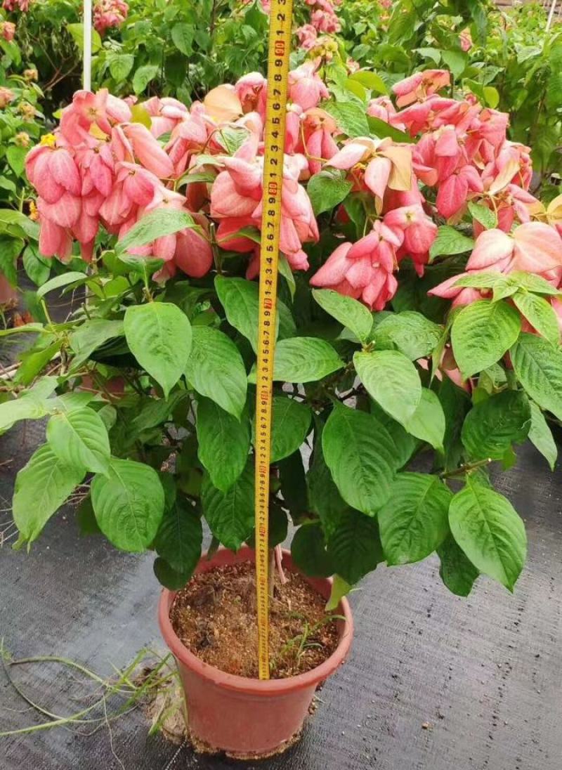 大型花卉粉纸扇花盆栽带花大苗粉叶金花粉萼金花花境工程