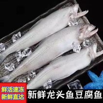 龙头鱼豆腐鱼新鲜海捕龙头鱼鲜活速冻