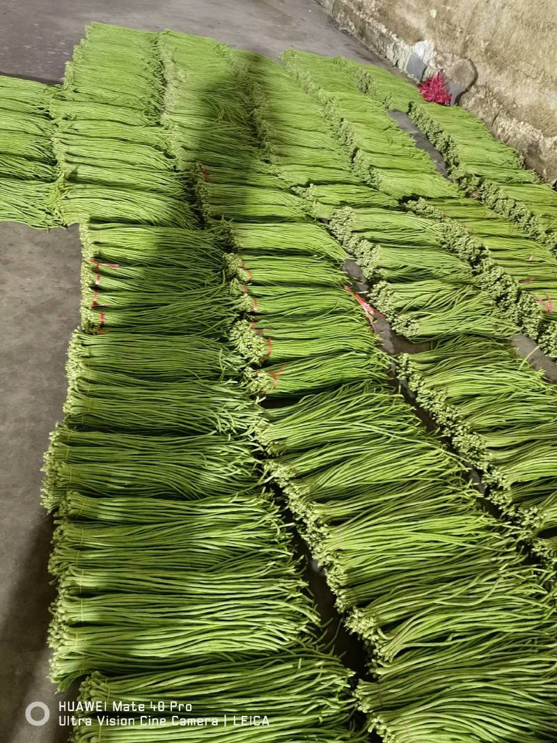 山东豆角产地直销质量很好，无虫眼，无斑点，代发全国
