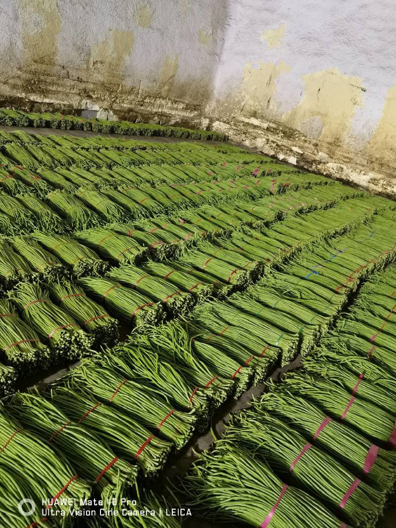山东豆角产地直销质量很好，无虫眼，无斑点，代发全国