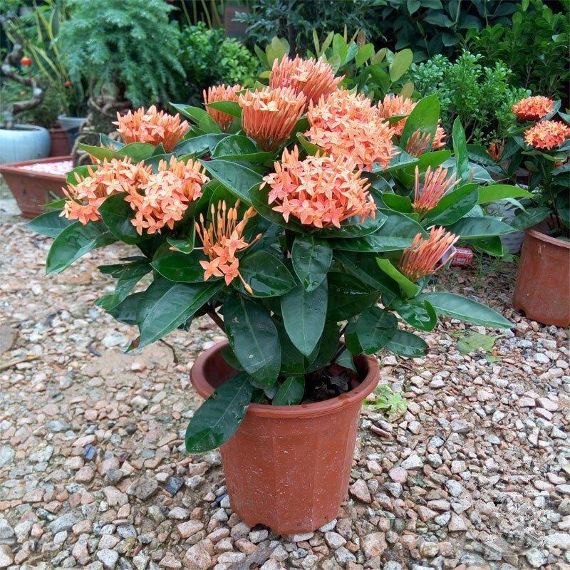 龙船花绣球花绿植花苗四季开花盆栽庭院阳台多年生木本植物花