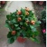 龙船花绣球花绿植花苗四季开花盆栽庭院阳台多年生木本植物花