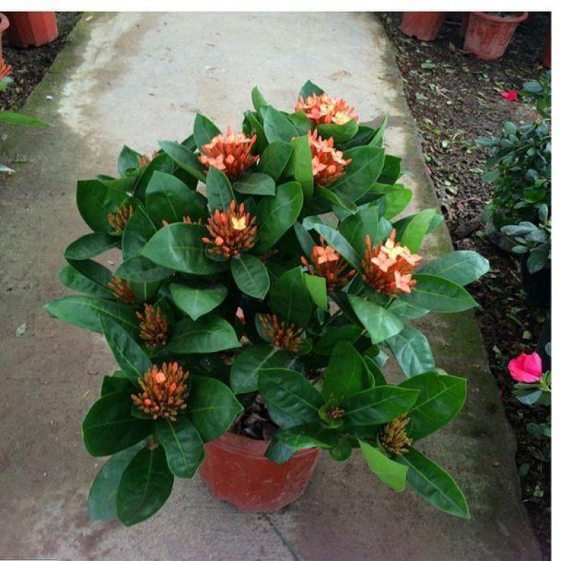 龙船花绣球花绿植花苗四季开花盆栽庭院阳台多年生木本植物花
