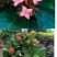 龙船花绣球花绿植花苗四季开花盆栽庭院阳台多年生木本植物花