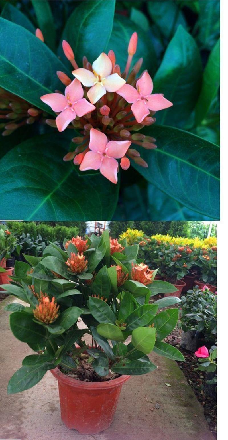 龙船花绣球花绿植花苗四季开花盆栽庭院阳台多年生木本植物花