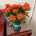 龙船花绣球花绿植花苗四季开花盆栽庭院阳台多年生木本植物花
