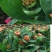 龙船花绣球花绿植花苗四季开花盆栽庭院阳台多年生木本植物花