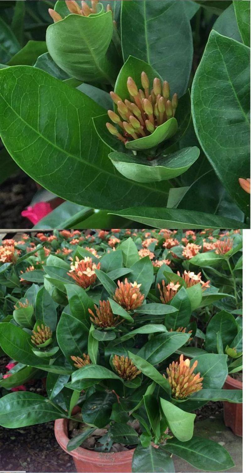 龙船花绣球花绿植花苗四季开花盆栽庭院阳台多年生木本植物花