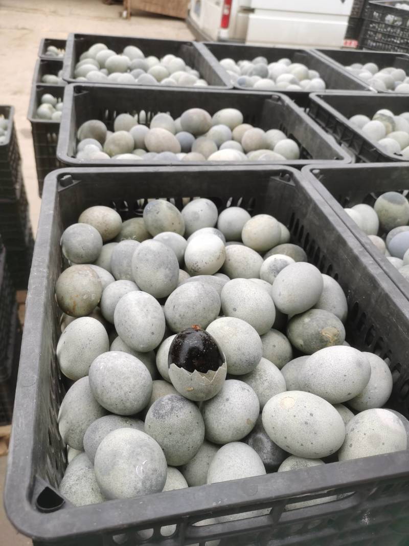 江湖大卖江西鄱阳松花皮蛋鸭变蛋，质量可靠，稳定，一手货源