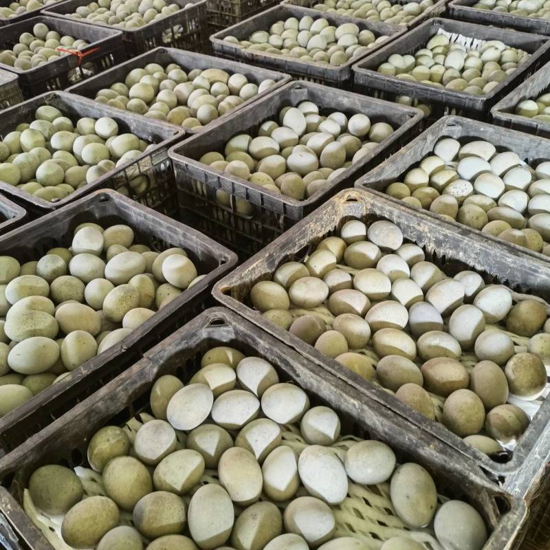 江湖大卖江西鄱阳松花皮蛋鸭变蛋，质量可靠，稳定，一手货源