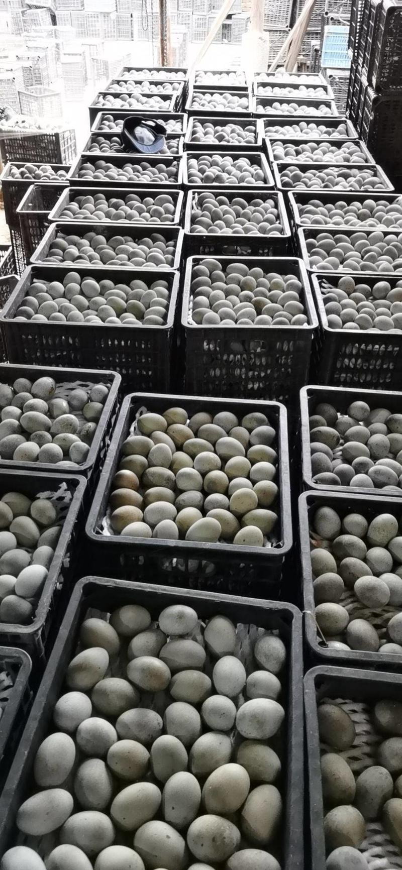 江湖大卖江西鄱阳松花皮蛋鸭变蛋，质量可靠，稳定，一手货源