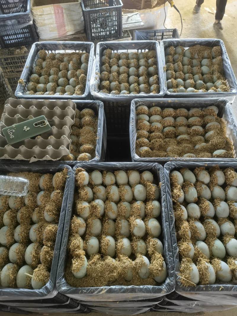 江湖大卖江西鄱阳松花皮蛋鸭变蛋，质量可靠，稳定，一手货源
