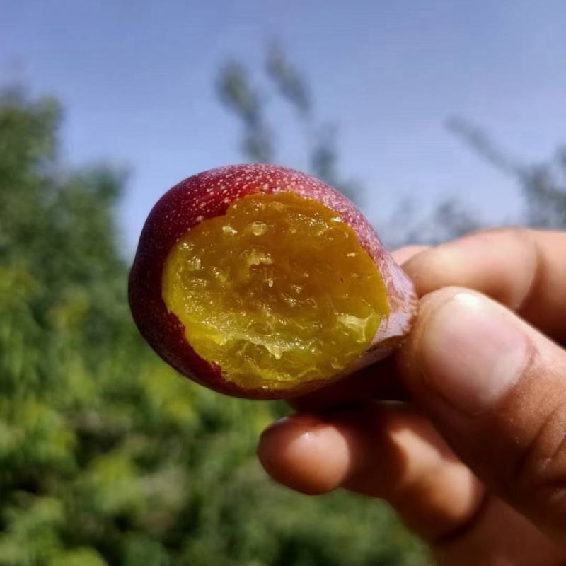 【精选】伽师法兰西小西梅产地直发，保质保量，可视频看货