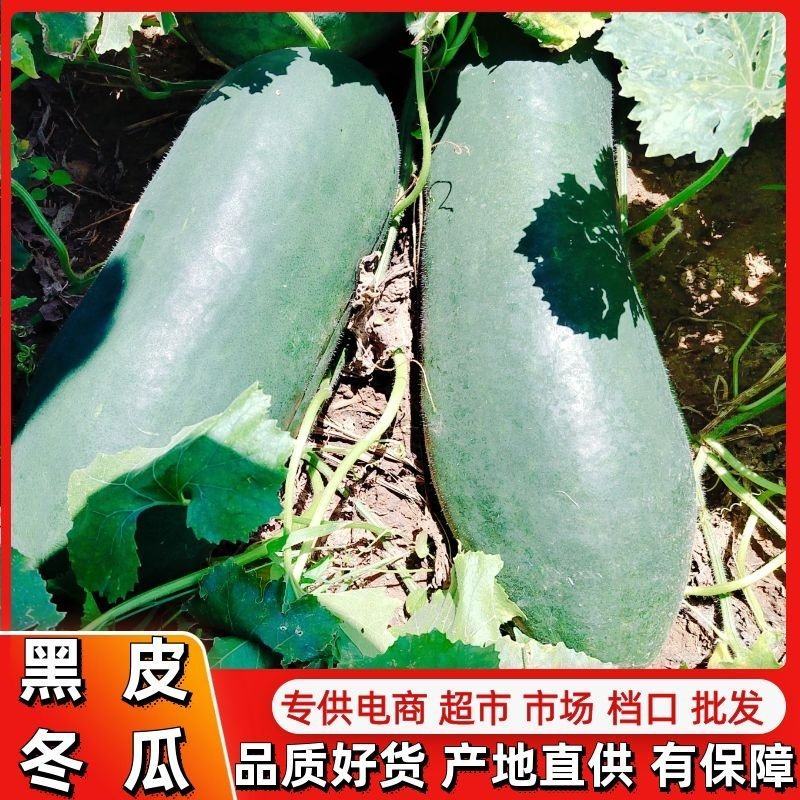 河北邢台石家庄地趴黑皮冬瓜吊冬瓜各种规格均有大量有货