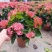 龙船花绣球花绿植花苗四季开花盆栽庭院阳台多年生木本植物花
