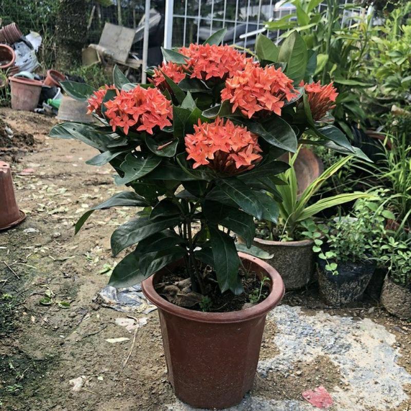 龙船花绣球花绿植花苗四季开花盆栽庭院阳台多年生木本植物花