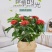 龙船花绣球花绿植花苗四季开花盆栽庭院阳台多年生木本植物花