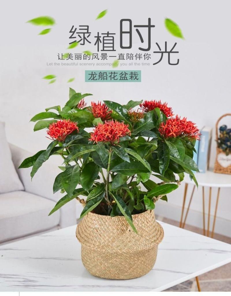 龙船花绣球花绿植花苗四季开花盆栽庭院阳台多年生木本植物花
