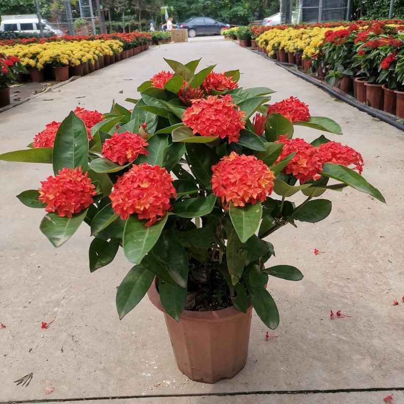 龙船花绣球花绿植花苗四季开花盆栽庭院阳台多年生木本植物花