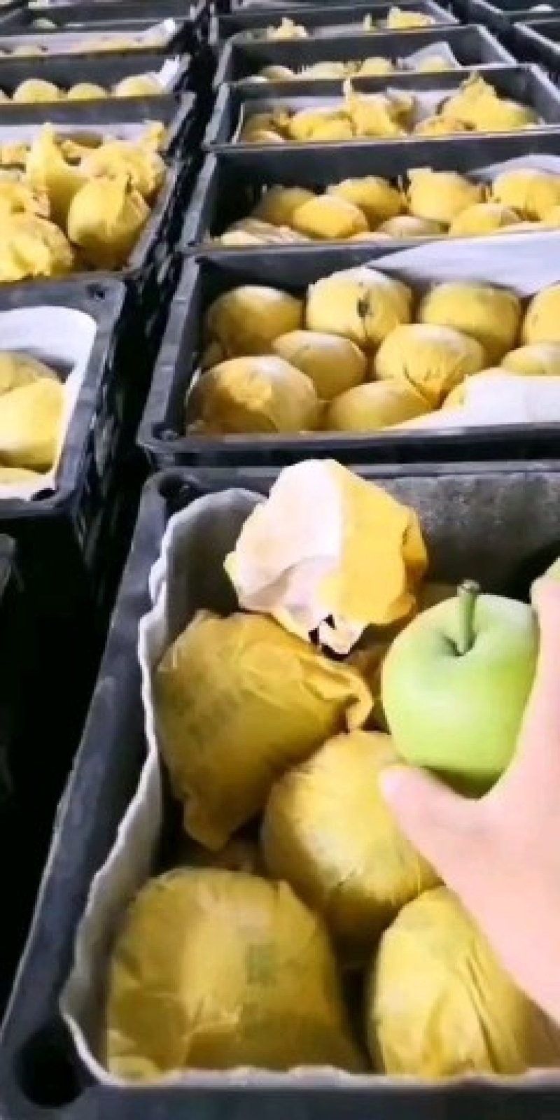 翠玉套袋梨，皮薄，肉肉细腻，胡小，甜，脆，