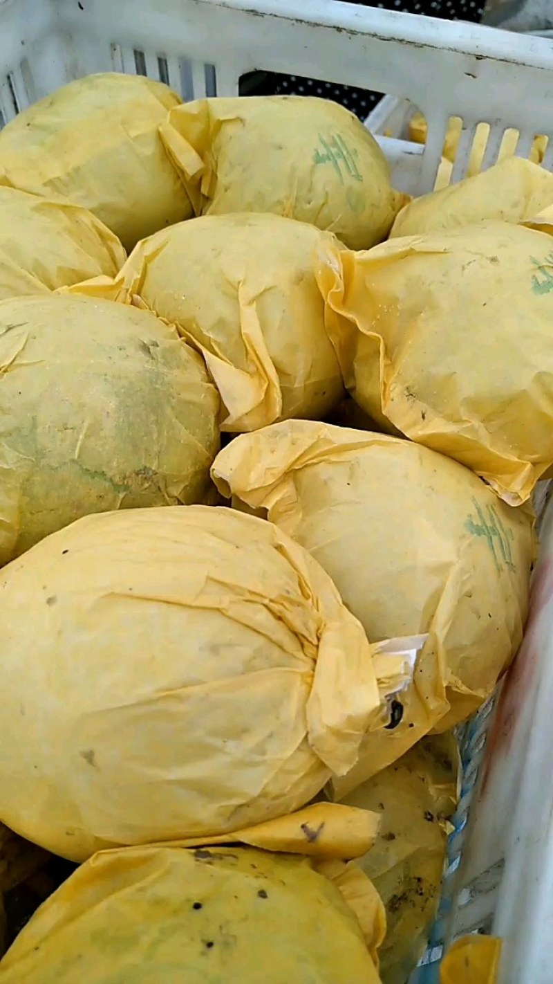 翠玉套袋梨，皮薄，肉肉细腻，胡小，甜，脆，