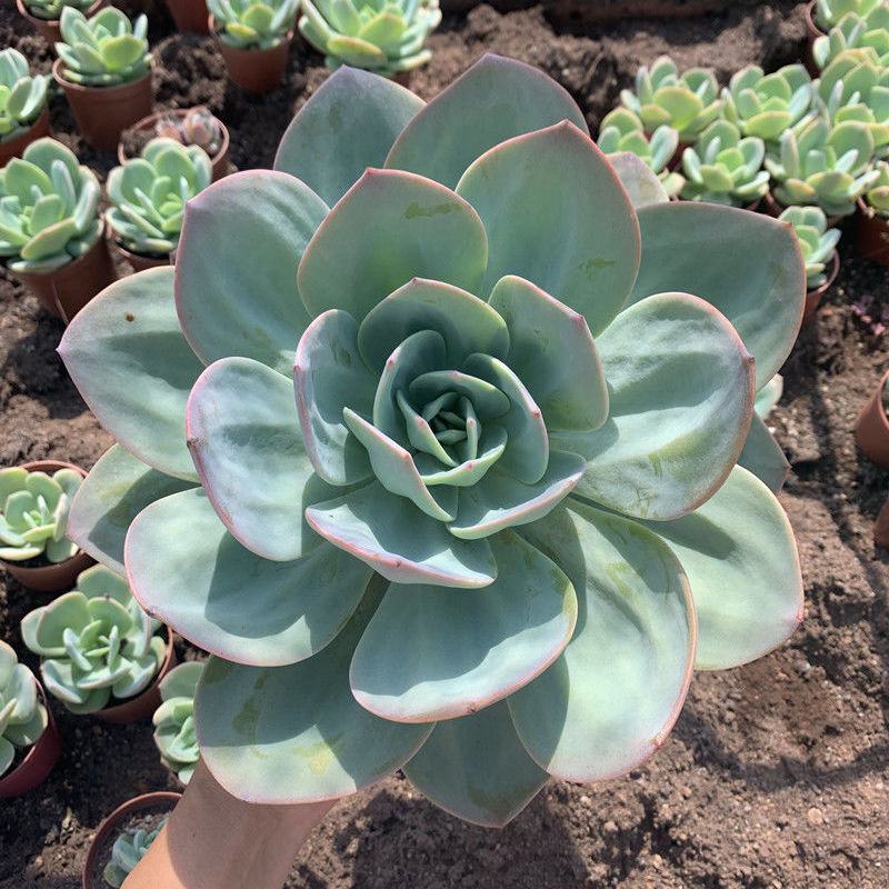 白凤多肉植物老桩阳台室内窗台办公桌盆栽绿植花卉防辐射