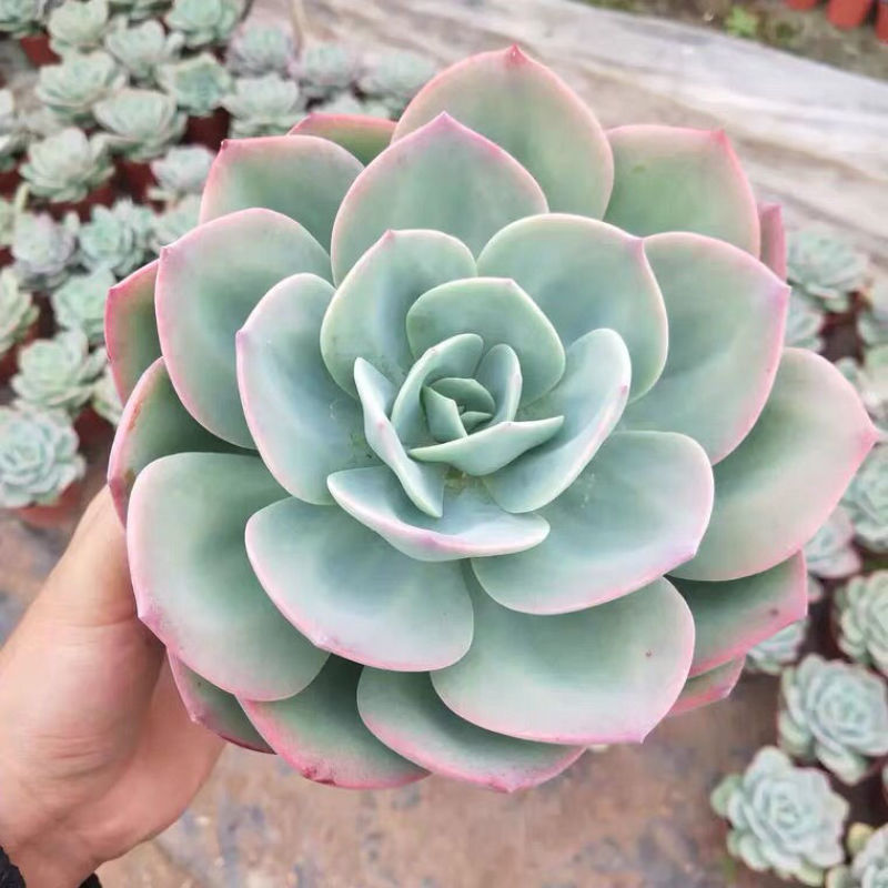 白凤多肉植物老桩阳台室内窗台办公桌盆栽绿植花卉防辐射