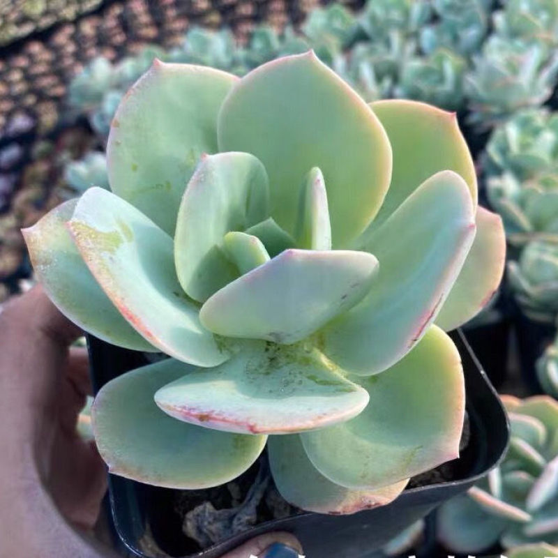 白凤多肉植物老桩阳台室内窗台办公桌盆栽绿植花卉防辐射