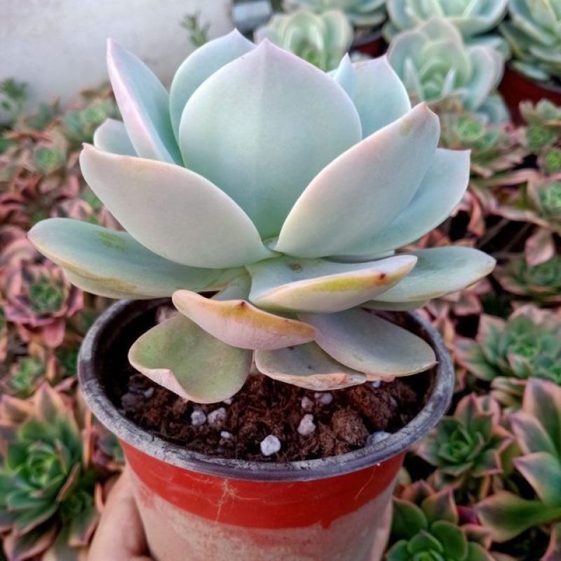 白凤多肉植物老桩阳台室内窗台办公桌盆栽绿植花卉防辐射