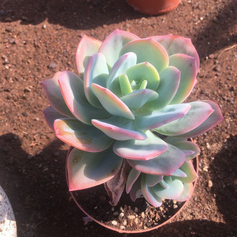 白凤多肉植物老桩阳台室内窗台办公桌盆栽绿植花卉防辐射