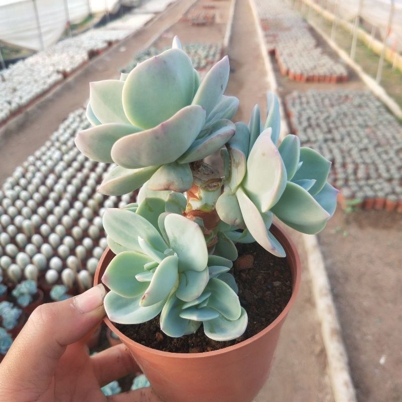 白凤多肉植物老桩阳台室内窗台办公桌盆栽绿植花卉防辐射