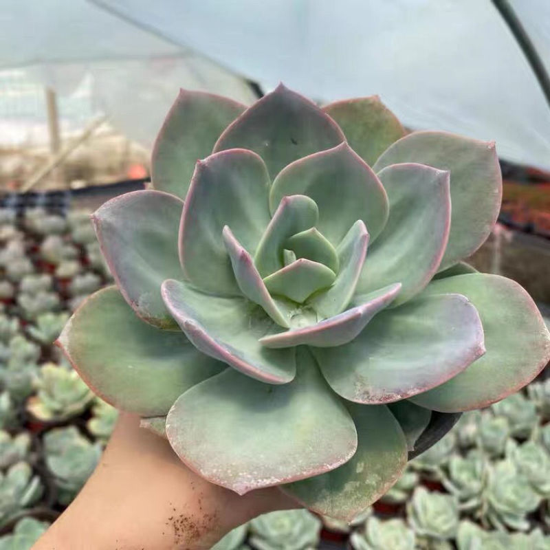 白凤多肉植物老桩阳台室内窗台办公桌盆栽绿植花卉防辐射