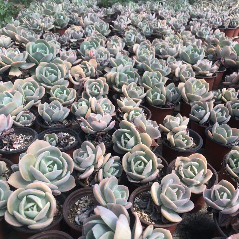 白凤多肉植物老桩阳台室内窗台办公桌盆栽绿植花卉防辐射
