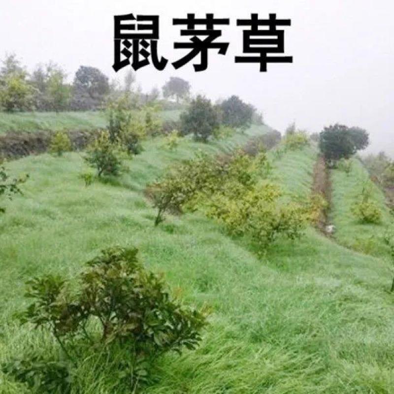 鼠茅草种子果园绿肥鼠茅草草种鼠尾茅草种子鼠毛草种籽草坪草