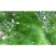 鼠茅草种子果园绿肥鼠茅草草种鼠尾茅草种子鼠毛草种籽草坪草